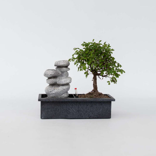 Bonsaibaume - Bonsai - Höhe 25-35Cm - ⌀29Cm 