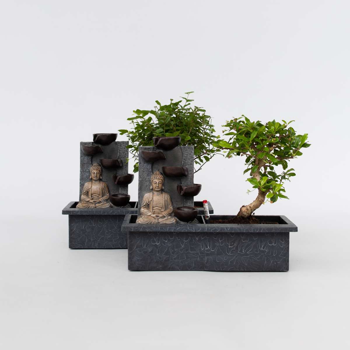 Other Green Houseplants Bonsaibaume - 2 Stk - Bonsai - Höhe 25-35Cm - ⌀29Cm 