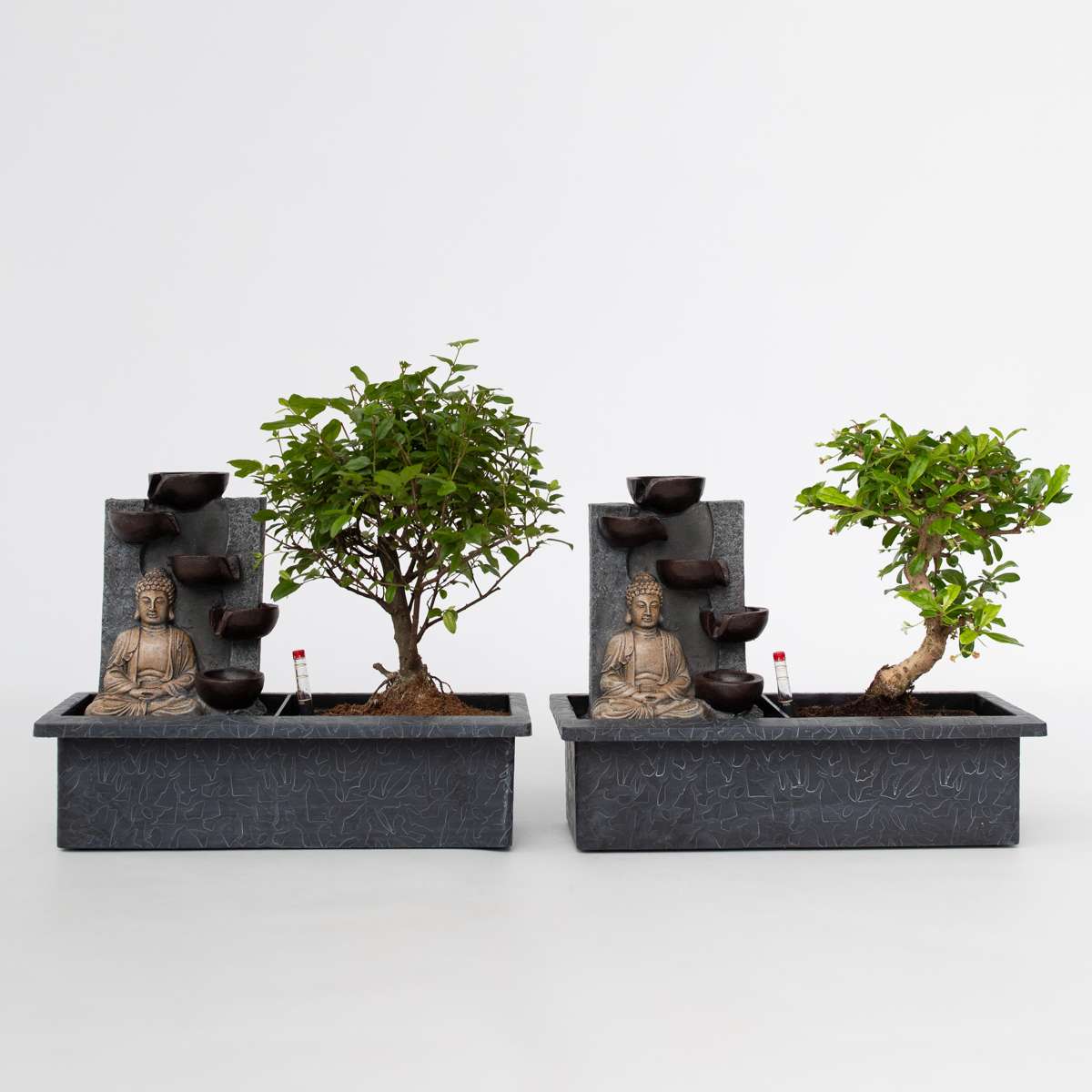 Other Green Houseplants Bonsaibaume - 2 Stk - Bonsai - Höhe 25-35Cm - ⌀29Cm 