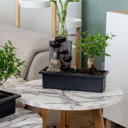 Other Green Houseplants Bonsaibaume - 2 Stk - Bonsai - Höhe 25-35Cm - ⌀29Cm 