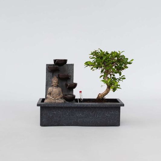 Bonsaibaume - Bonsai - Höhe 25-35Cm - ⌀29Cm 