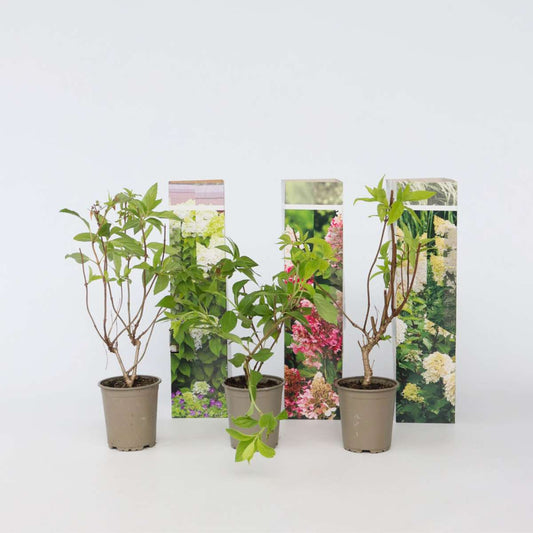 Hydrangea Hortensie - 3 Stk - Hortensia Paniculata - Höhe 25-35Cm - ⌀9Cm 