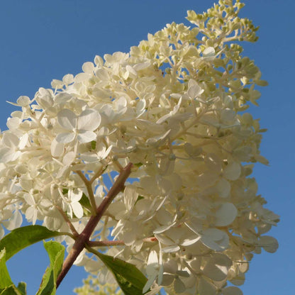 Hydrangea Hortensie - 3 Stk - Hortensia Paniculata - Höhe 25-35Cm - ⌀9Cm 