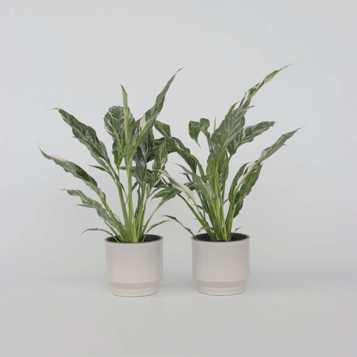 Other Green Houseplants Friedenslilie - Einblatt - 2 Stk - Spathiphyllum Diamond - Höhe 40-50Cm - ⌀12Cm 