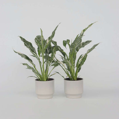Other Green Houseplants Friedenslilie - Einblatt - 2 Stk - Spathiphyllum Diamond - Höhe 40-50Cm - ⌀12Cm 