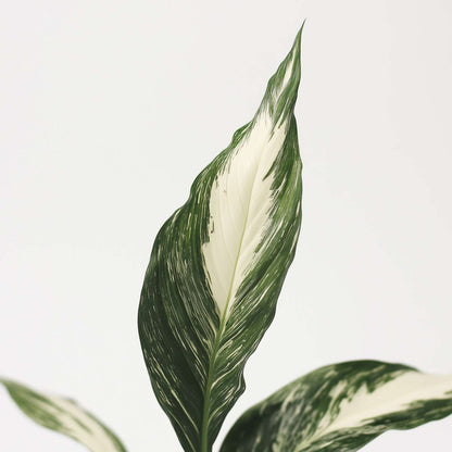 Other Green Houseplants Friedenslilie - Einblatt - 2 Stk - Spathiphyllum Diamond - Höhe 40-50Cm - ⌀12Cm 