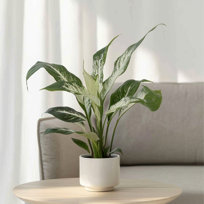 Other Green Houseplants Friedenslilie - Einblatt - 2 Stk - Spathiphyllum Diamond - Höhe 40-50Cm - ⌀12Cm 