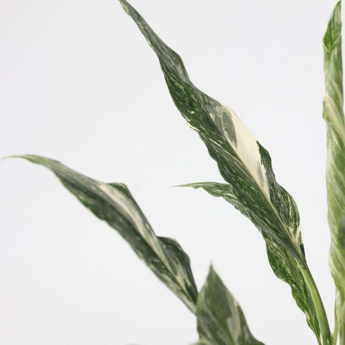 Other Green Houseplants Friedenslilie - Einblatt - 2 Stk - Spathiphyllum Diamond - Höhe 40-50Cm - ⌀12Cm 