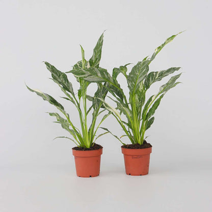 Other Green Houseplants Friedenslilie - Einblatt - 2 Stk - Spathiphyllum Diamond - Höhe 40-50Cm - ⌀12Cm 