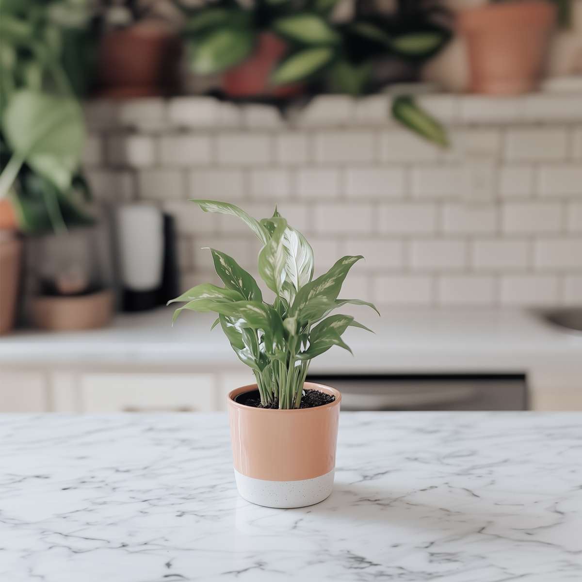 Other Green Houseplants Friedenslilie - Einblatt - 2 Stk - Spathiphyllum Diamond - Höhe 40-50Cm - ⌀12Cm 