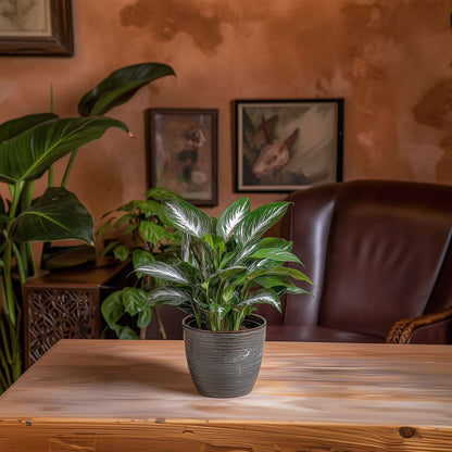 Other Green Houseplants Friedenslilie - Einblatt - 2 Stk - Spathiphyllum Diamond - Höhe 40-50Cm - ⌀12Cm 