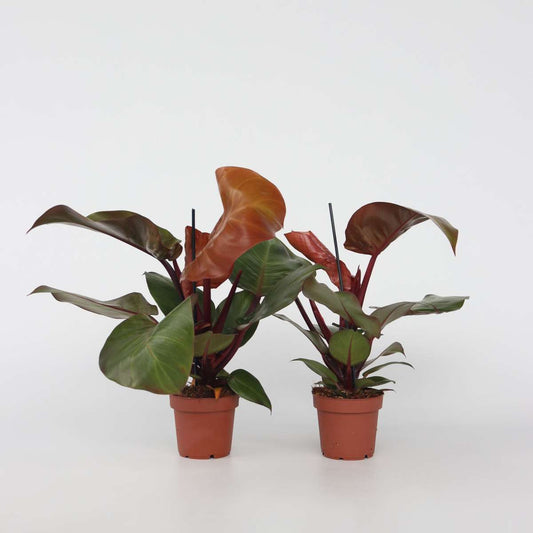 Philodendron Baumfreund - 2 Stk - Philodendron 'Sun Light' - Höhe 20-30Cm - ⌀12Cm 