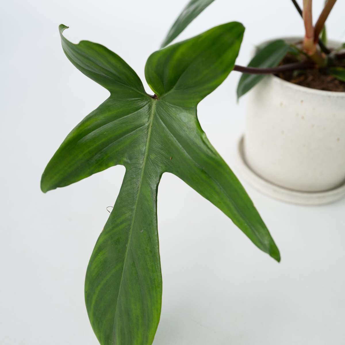 Philodendron Baumfreund - 2 Stk - Philodendron 'Florida Green' - Höhe 20-30Cm - ⌀12Cm 