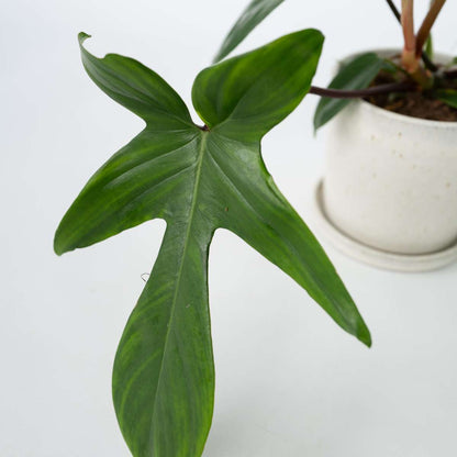 Philodendron Baumfreund - 2 Stk - Philodendron 'Florida Green' - Höhe 20-30Cm - ⌀12Cm 