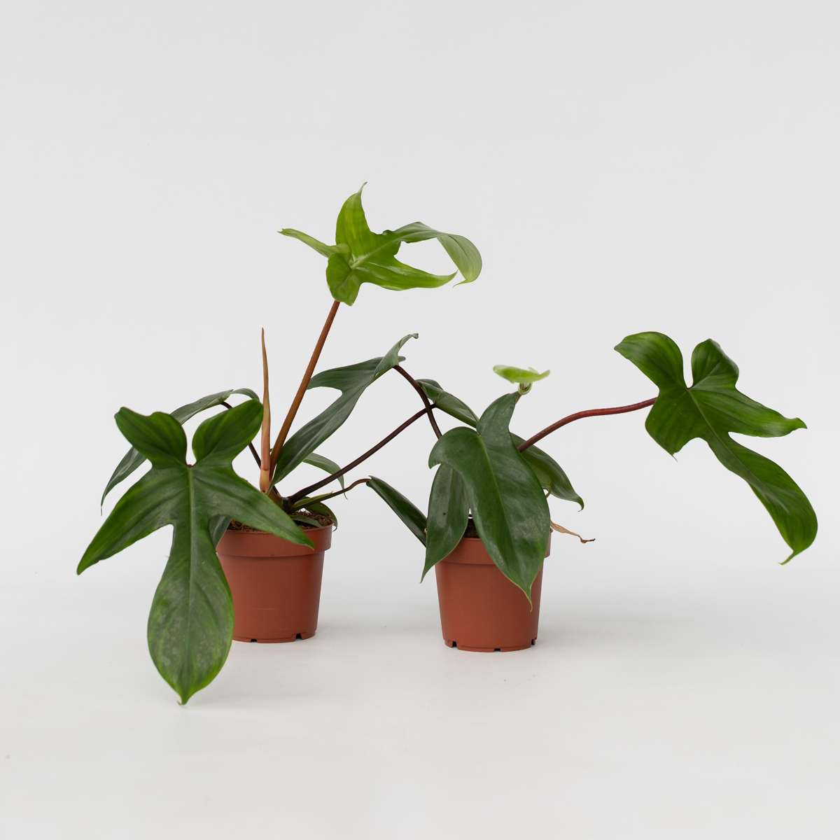 Philodendron Baumfreund - 2 Stk - Philodendron 'Florida Green' - Höhe 20-30Cm - ⌀12Cm 