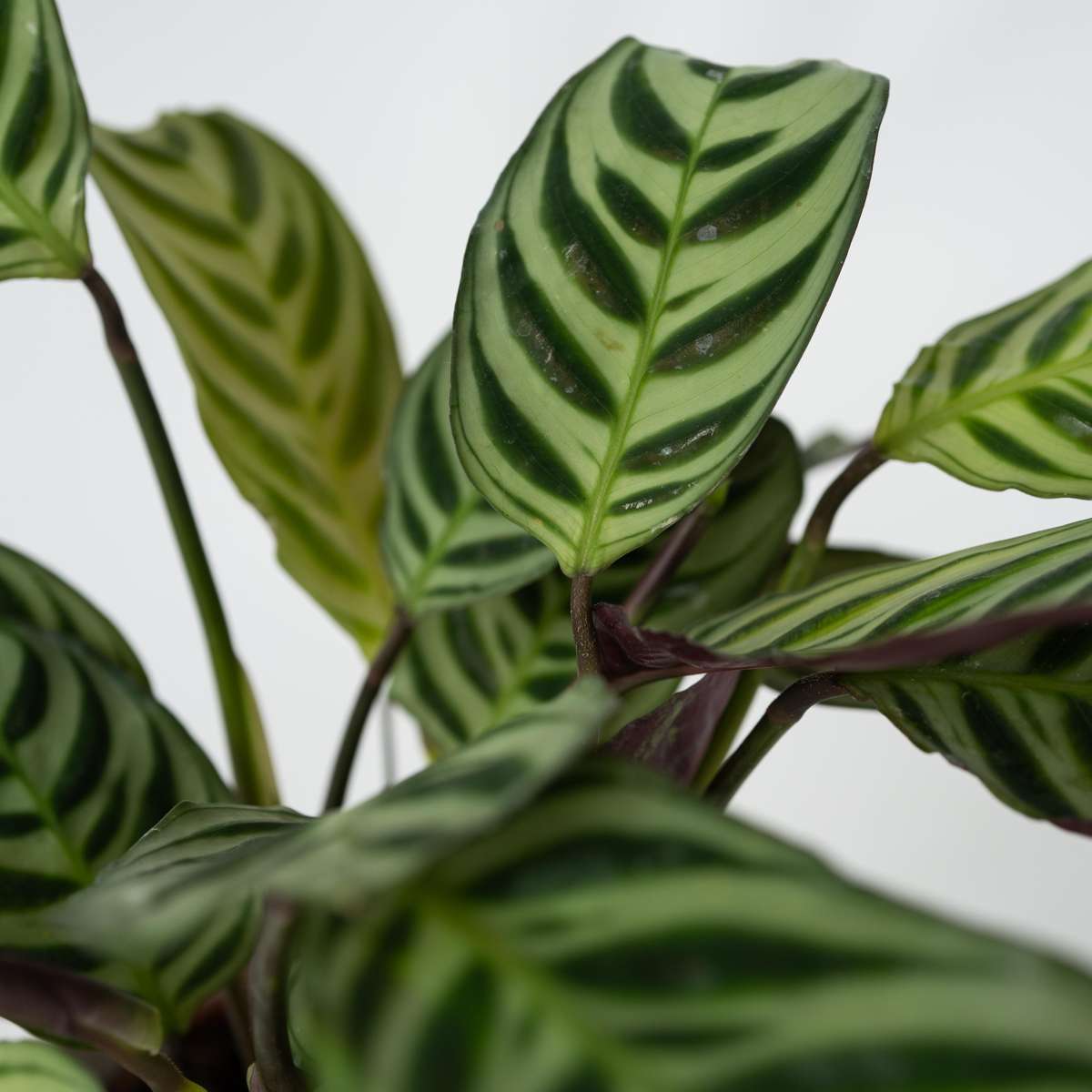 Ctenanthe Marante - 2 Stk - Ctenanthe 'Amagris' - Höhe 20-30Cm - ⌀12Cm 