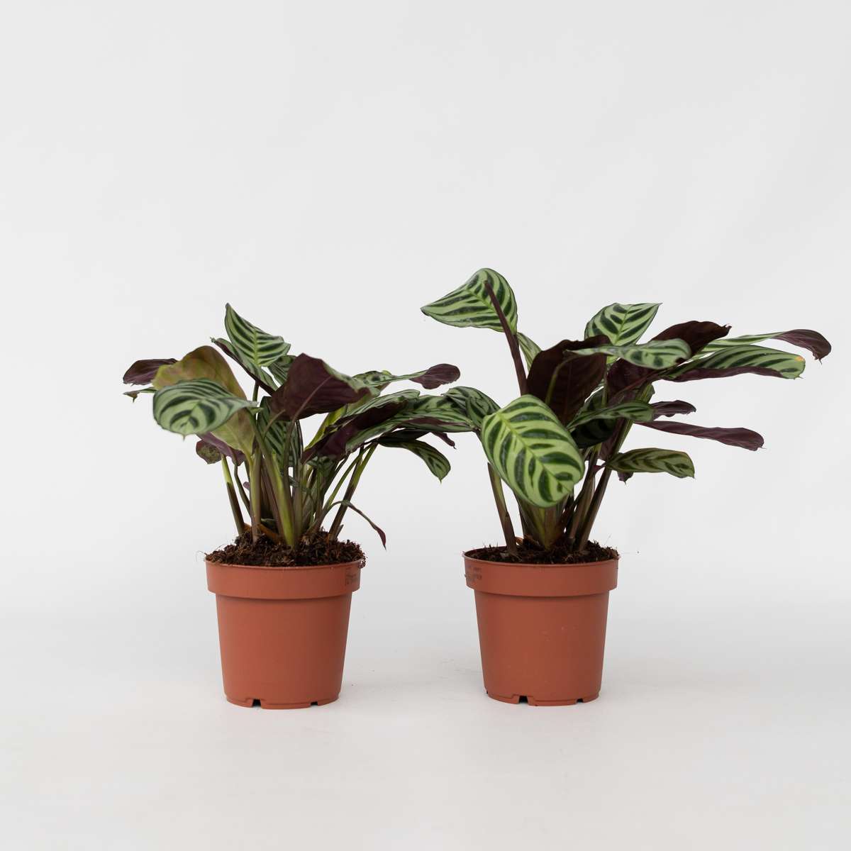 Ctenanthe Marante - 2 Stk - Ctenanthe 'Amagris' - Höhe 20-30Cm - ⌀12Cm 