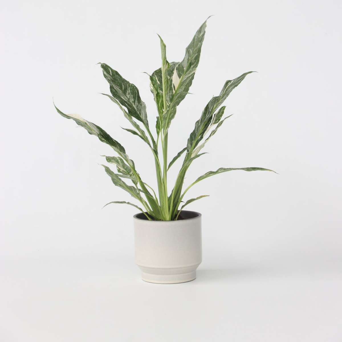 Other Green Houseplants Friedenslilie - Einblatt - Spathiphyllum 'Diamond' - Höhe 40-50Cm - ⌀12Cm 