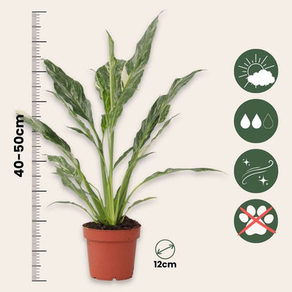 Other Green Houseplants Friedenslilie - Einblatt - Spathiphyllum 'Diamond' - Höhe 40-50Cm - ⌀12Cm 
