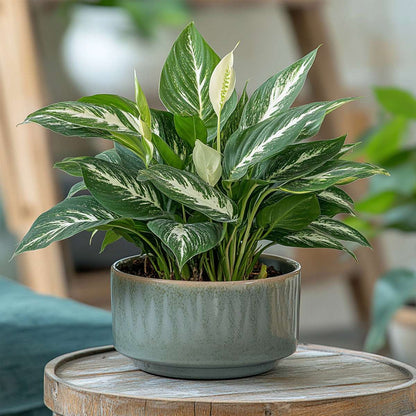 Other Green Houseplants Friedenslilie - Einblatt - Spathiphyllum 'Diamond' - Höhe 40-50Cm - ⌀12Cm 