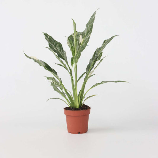 Other Green Houseplants Friedenslilie - Einblatt - Spathiphyllum 'Diamond' - Höhe 40-50Cm - ⌀12Cm 