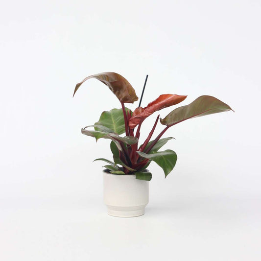 Philodendron Baumfreund - Philodendron 'Sun Light' - Höhe 20-30Cm - ⌀12Cm 