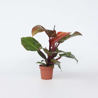 Philodendron Baumfreund - Philodendron 'Sun Light' - Höhe 20-30Cm - ⌀12Cm 