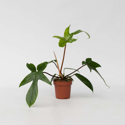 Philodendron Baumfreund - Philodendron 'Florida Green' - Höhe 20-30Cm - ⌀12Cm 