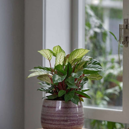 Ctenanthe Marante - Ctenanthe 'Amagris' - Höhe 20-30Cm - ⌀12Cm 