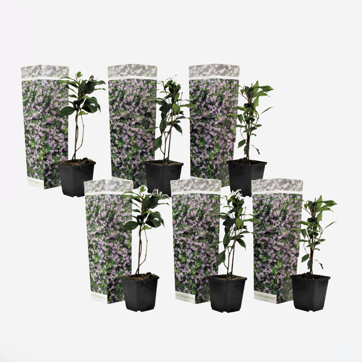 Climbers Sternjasmin - 6 Stk - Trachelospermum Jasminoides - Höhe 25-40Cm - ⌀9Cm 