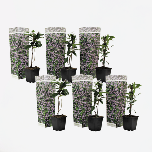 Climbers Sternjasmin - 6 Stk - Trachelospermum Jasminoides - Höhe 25-40Cm - ⌀9Cm 