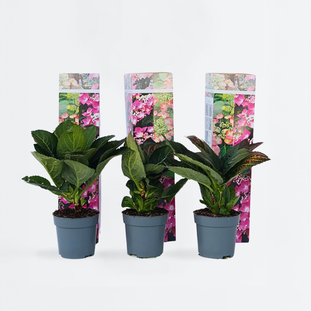 Hydrangea Hortensie - 6 Stk - Hydrangea Macrophylla 'Red Bull' - Höhe 25-40Cm - ⌀9Cm 