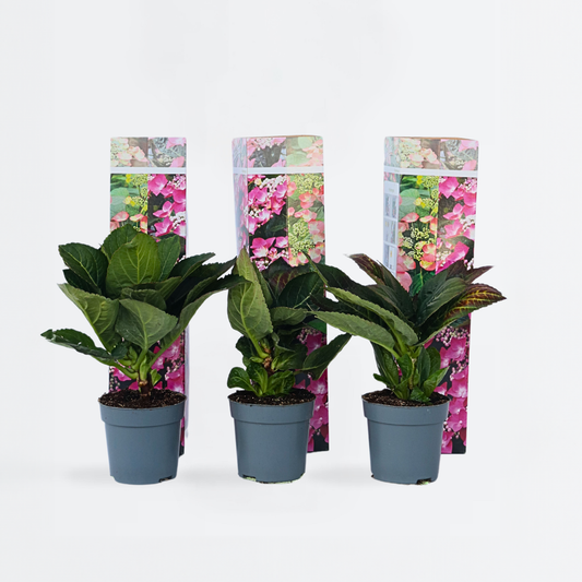 Hydrangea Hortensie - 6 Stk - Hydrangea Macrophylla 'Red Bull' - Höhe 25-40Cm - ⌀9Cm 