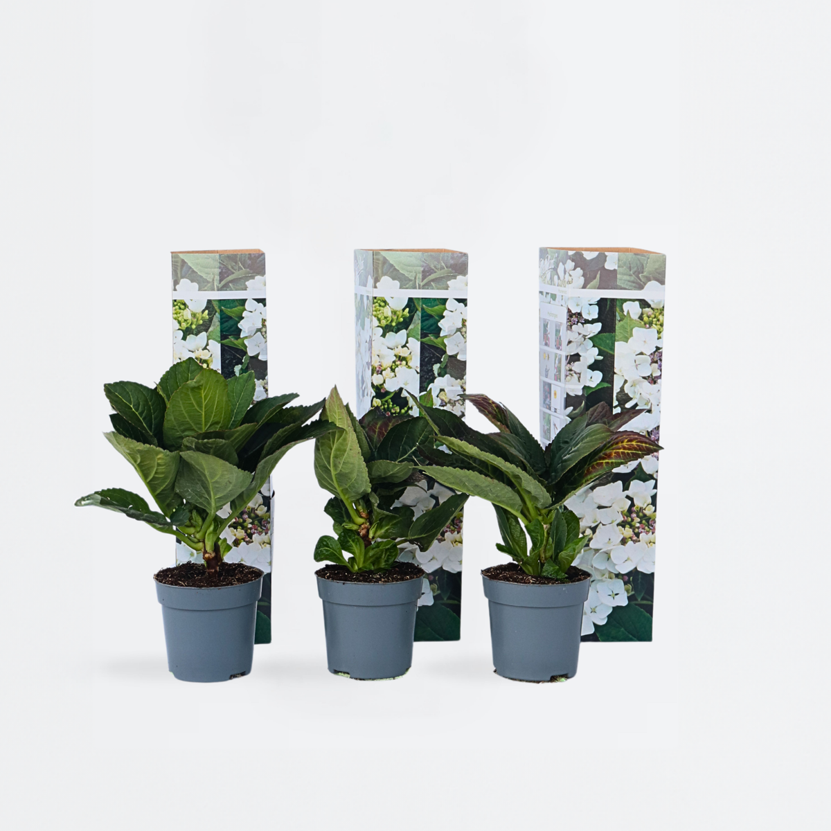 Hydrangea Hortensie - 6 Stk - Hydrangea Macrophylla Teller 'Benxi' - Höhe 25-40Cm - ⌀9Cm 