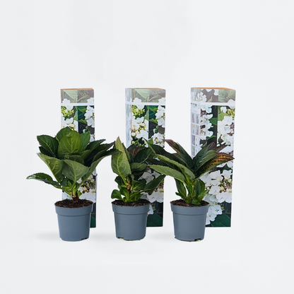 Hydrangea Hortensie - 6 Stk - Hydrangea Macrophylla Teller 'Benxi' - Höhe 25-40Cm - ⌀9Cm 