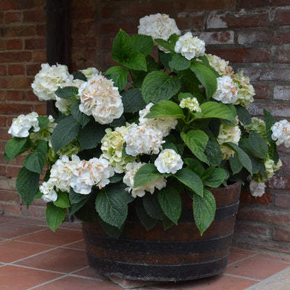 Hydrangea Hortensie - 6 Stk - Hydrangea Macrophylla Teller 'Benxi' - Höhe 25-40Cm - ⌀9Cm 