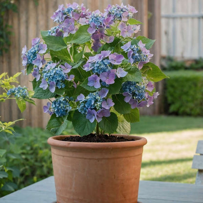 Hydrangea Hortensie - 6 Stk - Hydrangea Macrophylla Teller 'Nizza' - Höhe 25-40Cm - ⌀9Cm 