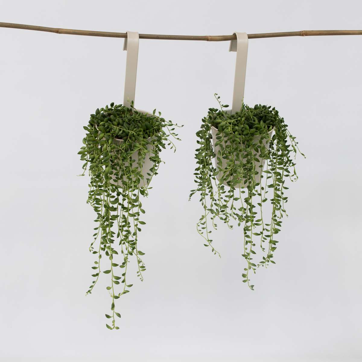 Hanging Plants Erbsenpflanze - 2 Stk - Senecio Rowleyanus - Höhe 10-20Cm - ⌀12Cm 