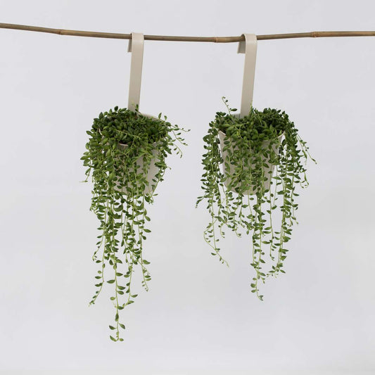 Hanging Plants Erbsenpflanze - 2 Stk - Senecio Rowleyanus - Höhe 10-20Cm - ⌀12Cm 