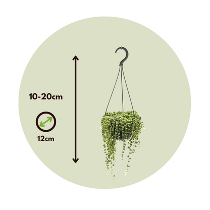 Hanging Plants Erbsenpflanze - 2 Stk - Senecio Rowleyanus - Höhe 10-20Cm - ⌀12Cm 