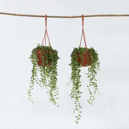 Hanging Plants Erbsenpflanze - 2 Stk - Senecio Rowleyanus - Höhe 10-20Cm - ⌀12Cm 
