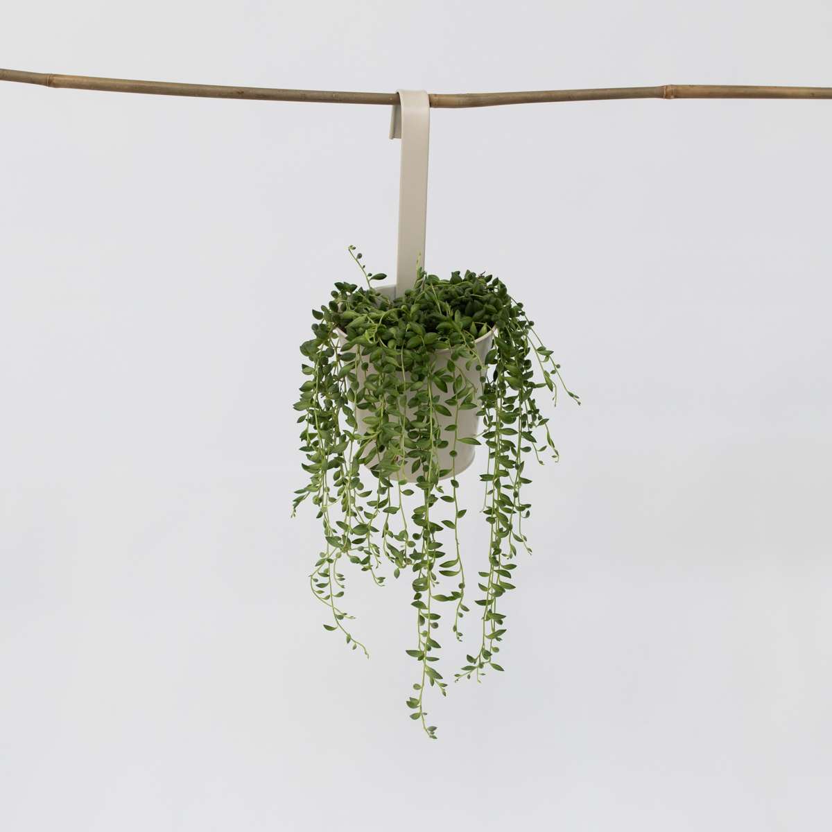 Hanging Plants Erbsenpflanze - Senecio Rowleyanus - Höhe 10-20Cm - ⌀12Cm 