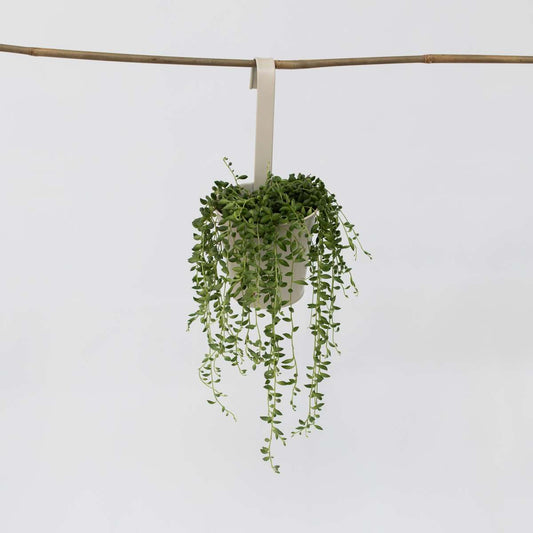 Hanging Plants Erbsenpflanze - Senecio Rowleyanus - Höhe 10-20Cm - ⌀12Cm 