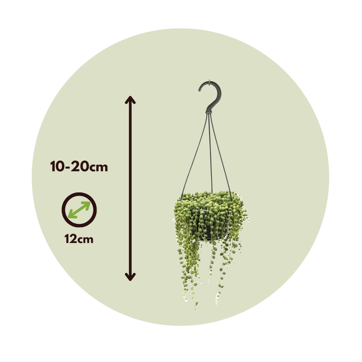 Hanging Plants Erbsenpflanze - Senecio Rowleyanus - Höhe 10-20Cm - ⌀12Cm 