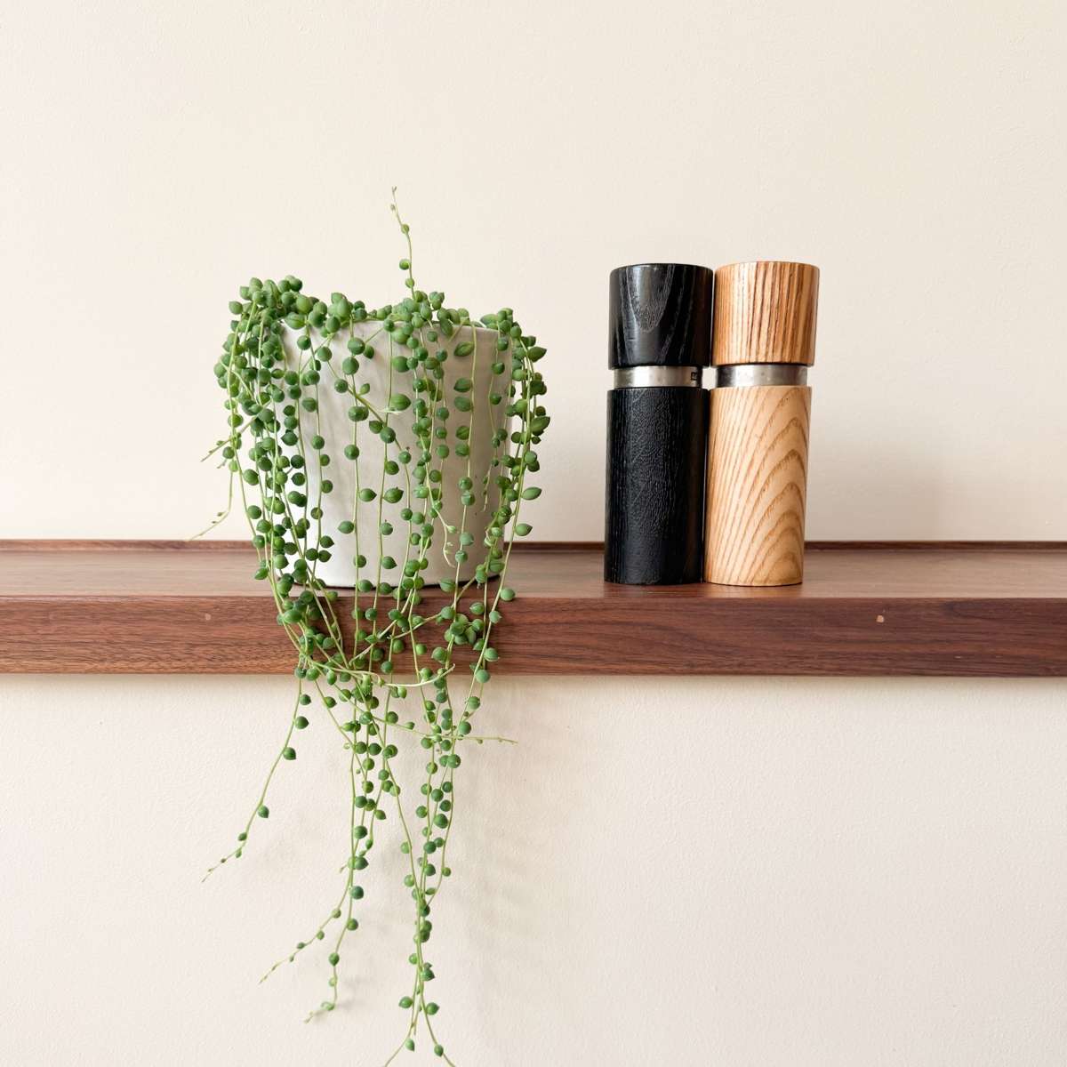 Hanging Plants Erbsenpflanze - Senecio Rowleyanus - Höhe 10-20Cm - ⌀12Cm 