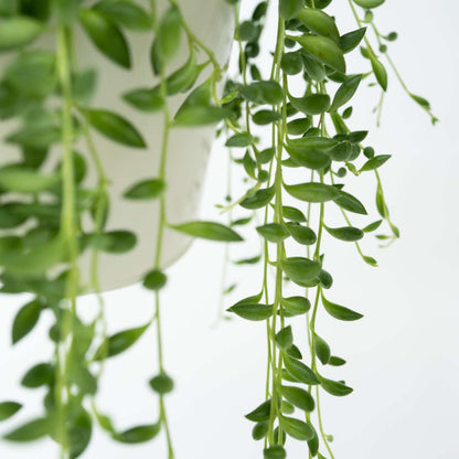 Hanging Plants Erbsenpflanze - Senecio Rowleyanus - Höhe 10-20Cm - ⌀12Cm 