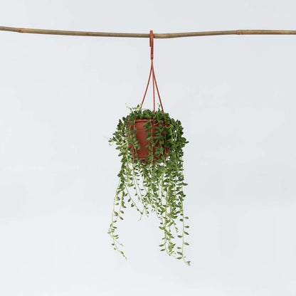 Hanging Plants Erbsenpflanze - Senecio Rowleyanus - Höhe 10-20Cm - ⌀12Cm 