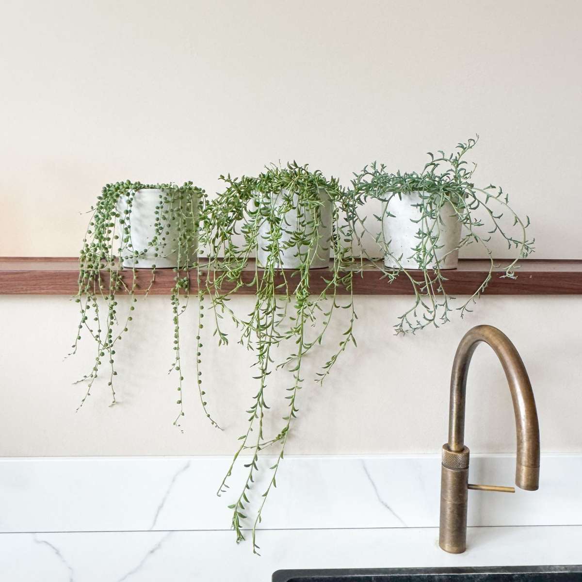 Hanging Plants Erbsenpflanze - Senecio Rowleyanus - Höhe 10-20Cm - ⌀12Cm 