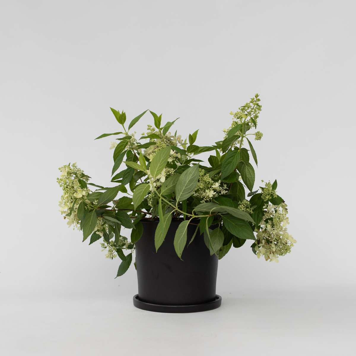 Hydrangea Hortensie - Hydrangea Paniculata 'Confetti' - Höhe 25-40Cm - ⌀19Cm 