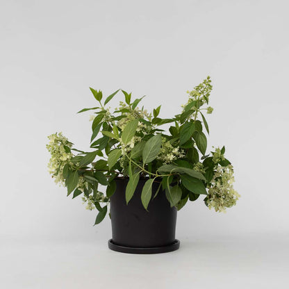 Hydrangea Hortensie - Hydrangea Paniculata 'Confetti' - Höhe 25-40Cm - ⌀19Cm 